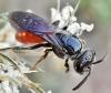 Sphecodes sp.